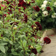 Czarny Charakter Dahlia Tuber