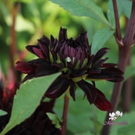 Czarny Charakter Dahlia Tuber