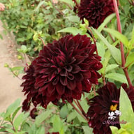Czarny Charakter Dahlia Tuber