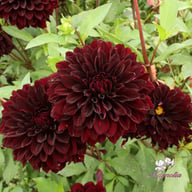 Czarny Charakter Dahlia Tuber
