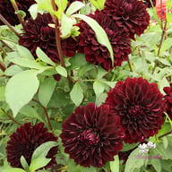 Czarny Charakter Dahlia Tuber