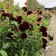 Czarny Charakter Dahlia Tuber