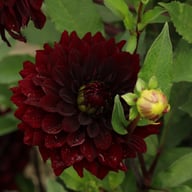 Czarny Charakter Dahlia Tuber