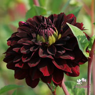 Czarny Charakter Dahlia Tuber