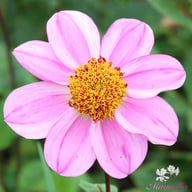 Dad's Favourite Dahlia Tuber