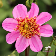 Dad's Favourite Dahlia Tuber
