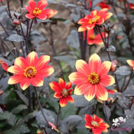 Dahlegria Bicolore Dahlia Tuber