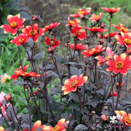 Dahlegria Bicolore Dahlia Tuber