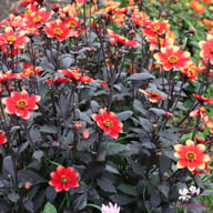 Dahlegria Bicolore Dahlia Tuber