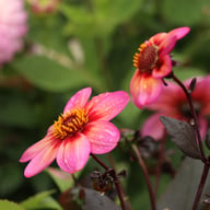 Dahlegria Tricolore Dahlia Tuber