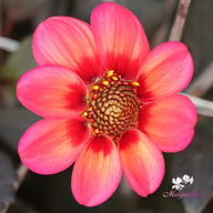 Dahlegria Tricolore Dahlia Tuber