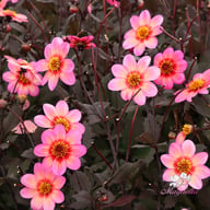 Dahlegria Tricolore Dahlia Tuber