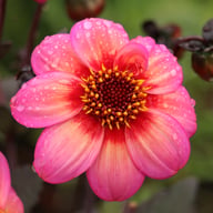 Dahlegria Tricolore Dahlia Tuber