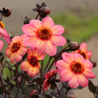 Dahlegria Tricolore Dahlia Tuber