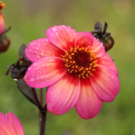 Dahlegria Tricolore Dahlia Tuber
