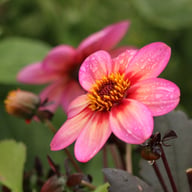 Dahlegria Tricolore Dahlia Tuber