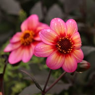 Dahlegria Tricolore Dahlia Tuber