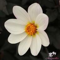 Dahlegria White Dahlia Tuber