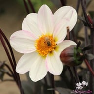 Dahlegria White Dahlia Tuber