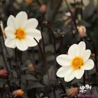 Dahlegria White Dahlia Tuber