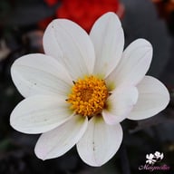 Dahlegria White Dahlia Tuber