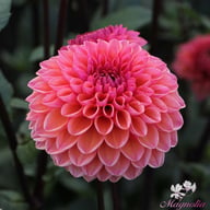 Daisy Duke Dahlia Tuber