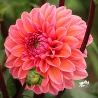 Daisy Duke Dahlia Tuber
