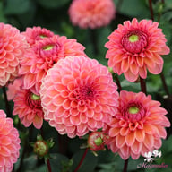 Daisy Duke Dahlia Tuber