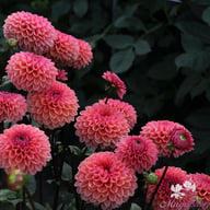 Daisy Duke Dahlia Tuber