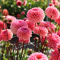Daisy Duke Dahlia Tuber