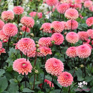Daisy Duke Dahlia Tuber