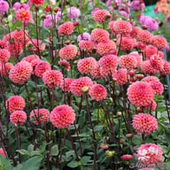 Daisy Duke Dahlia Tuber