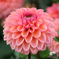 Daisy Duke Dahlia Tuber