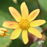 Dakota Dahlia Knöl
