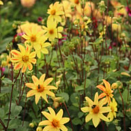 Dakota Dahlia Knöl