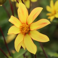 Dakota Dahlia Knöl
