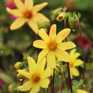Dakota Dahlia Knöl