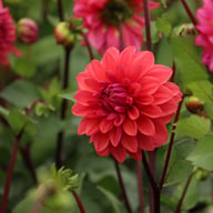 Dalmuti Baroness Dahlia Tuber