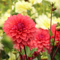 Dalmuti Baroness Dahlia Tuber