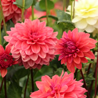 Dalmuti Baroness Dahlia Tuber