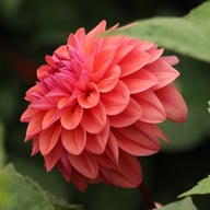 Dalmuti Baroness Dahlia Tuber
