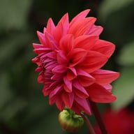 Dalmuti Baroness Dahlia Tuber