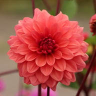 Dalmuti Baroness Dahlia Tuber