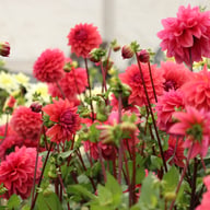 Dalmuti Baroness Dahlia Tuber