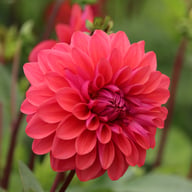 Dalmuti Baroness Dahlia Tuber