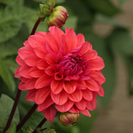 Dalmuti Baroness Dahlia Tuber