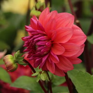 Dalmuti Baroness Dahlia Tuber