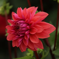Dalmuti Baroness Dahlia Tuber