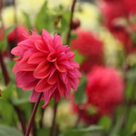 Dalmuti Baroness Dahlia Tuber