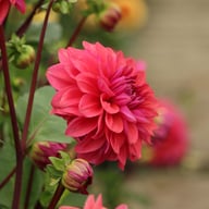 Dalmuti Baroness Dahlia Tuber